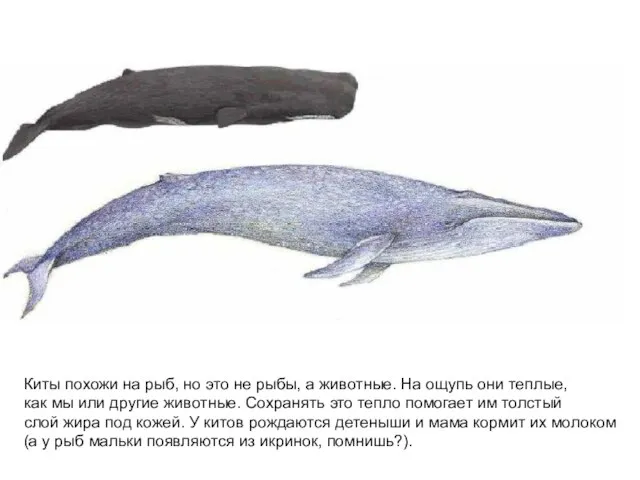 Киты похожи на рыб, но это не рыбы, а животные. На ощупь