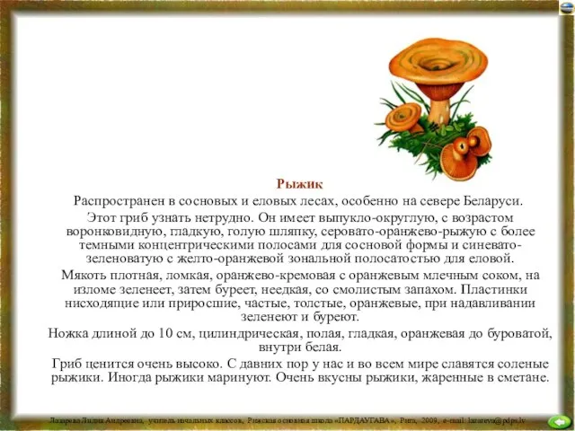 Рыжик Распространен в сосновых и еловых лесах, особенно на севере Беларуси. Этот