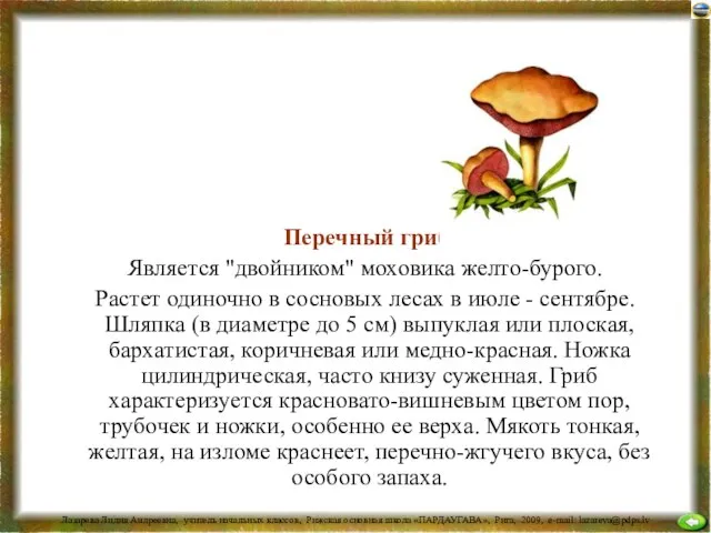 Перечный гриб Является "двойником" моховика желто-бурого. Растет одиночно в сосновых лесах в