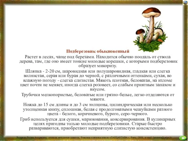 Подберезовик обыкновенный Растет в лесах, чаще под березами. Находится обычно поодаль от