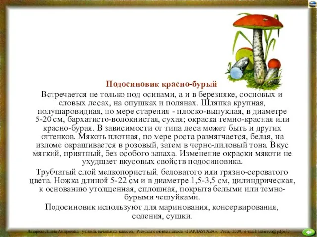 Подосиновик красно-бурый Встречается не только под осинами, а и в березняке, сосновых