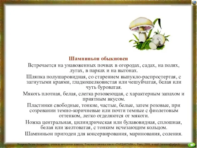 Шампиньон обыкновенный Встречается на унавоженных почвах в огородах, садах, на полях, лугах,