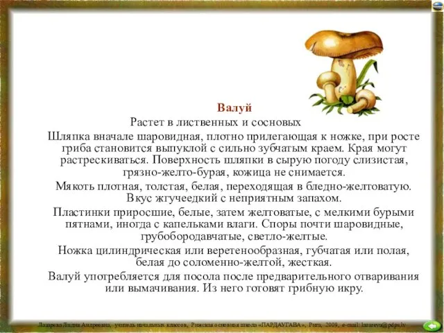 Валуй Растет в лиственных и сосновых лесах. Шляпка вначале шаровидная, плотно прилегающая