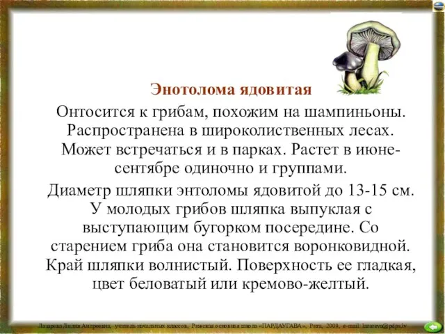 Энотолома ядовитая Онтосится к грибам, похожим на шампиньоны. Распространена в широколиственных лесах.