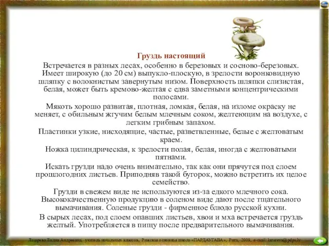 Груздь настоящий Встречается в разных лесах, особенно в березовых и сосново-березовых. Имеет