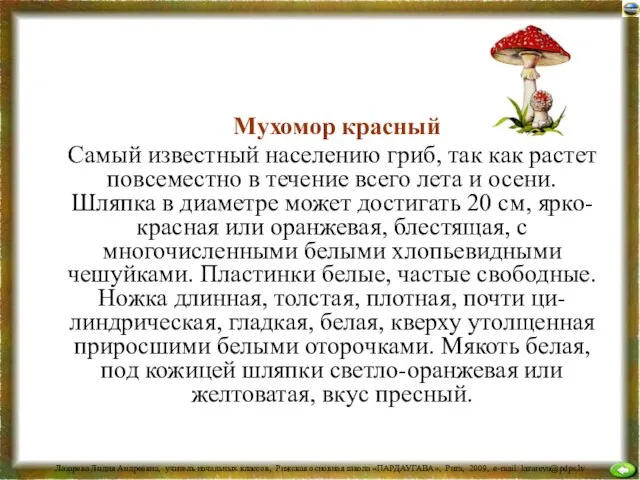 Мухомор красный Самый известный населению гриб, так как растет повсеместно в течение