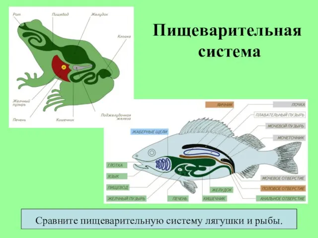 Пищеварительная система Сравните пищеварительную систему лягушки и рыбы.