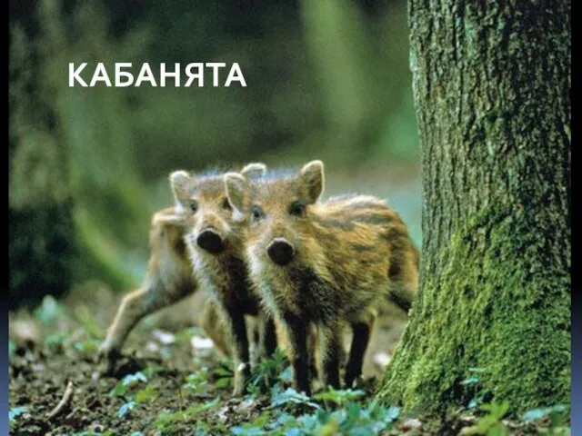 КАБАНЯТА