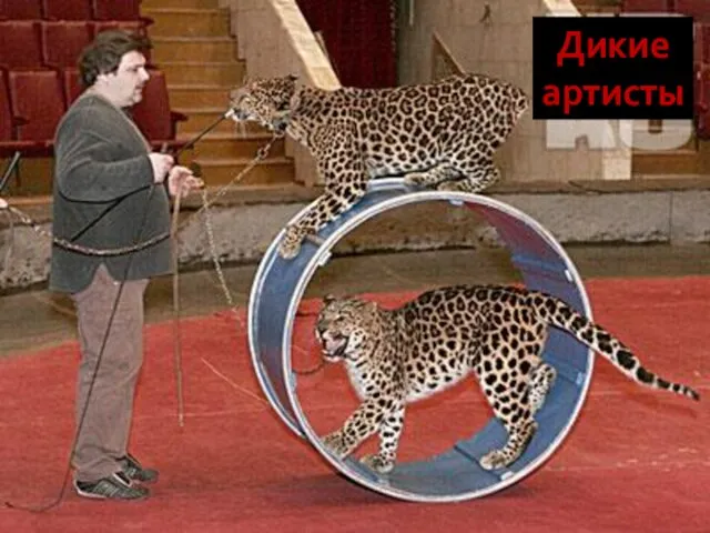 Дикие артисты