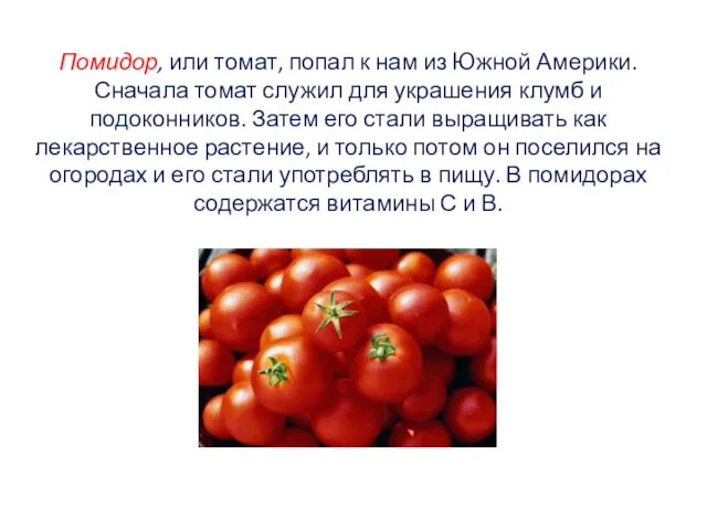 Помидор, или томат, попал к нам из Южной Америки. Сначала томат служил