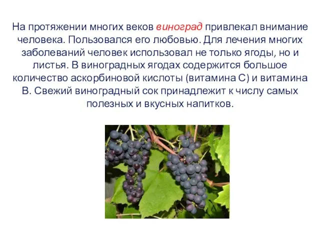 На протяжении многих веков виноград привлекал внимание человека. Пользовался его любовью. Для