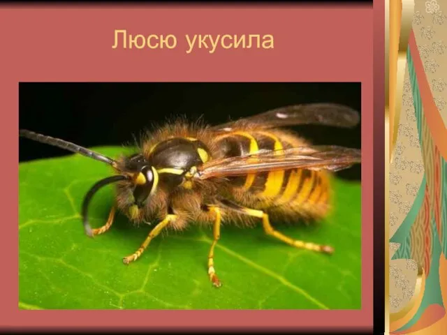 Люсю укусила