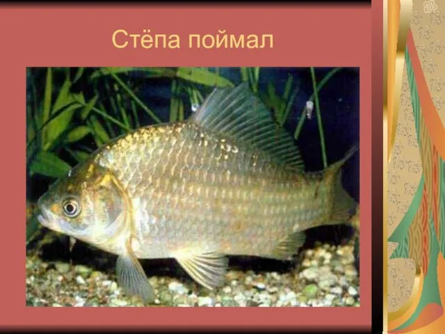 Стёпа поймал