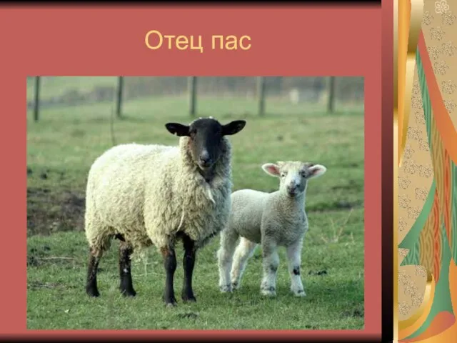 Отец пас