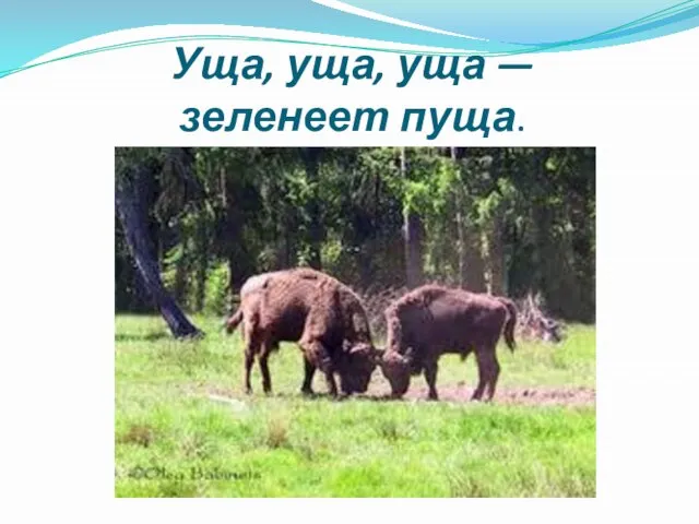 Уща, уща, уща — зеленеет пуща.