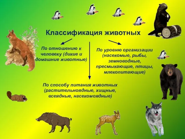 Классификация животных По отношению к человеку (дикие и домашние животные) По способу