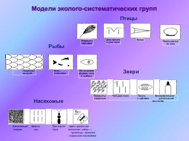 Птицы Рыбы Насекомые Звери Хитиновый Шесть Три части Цикл развития покров ног