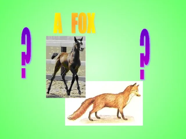 A FOX ? ?