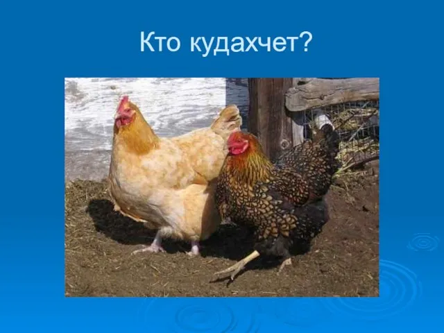 Кто кудахчет?