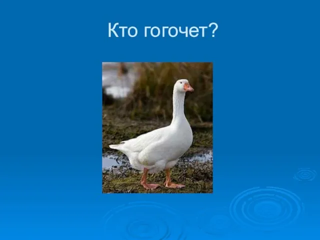 Кто гогочет?