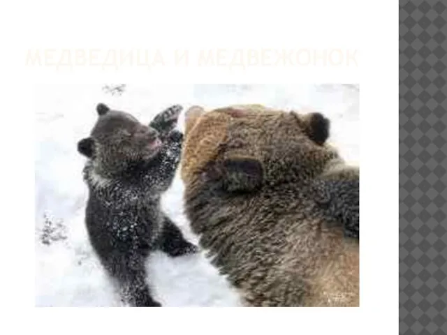 Медведица и медвежонок