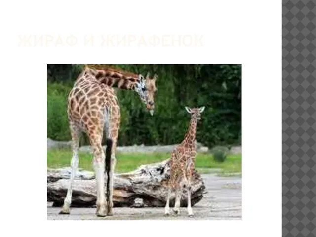 Жираф и жирафенок