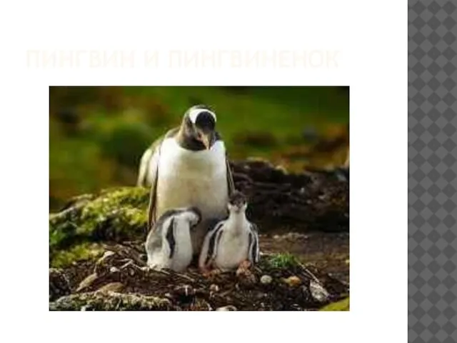 Пингвин и пингвиненок