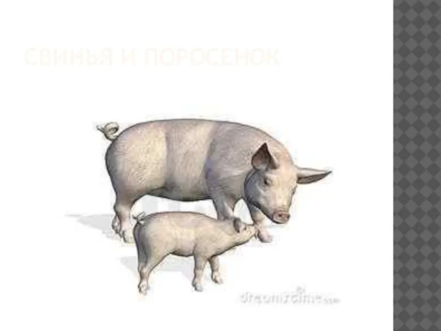 Свинья и поросенок