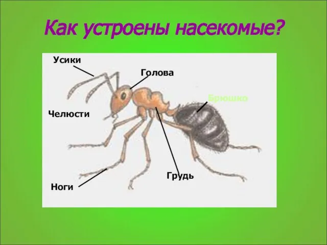 Как устроены насекомые? Брюшко Усики Голова Грудь Ноги Челюсти