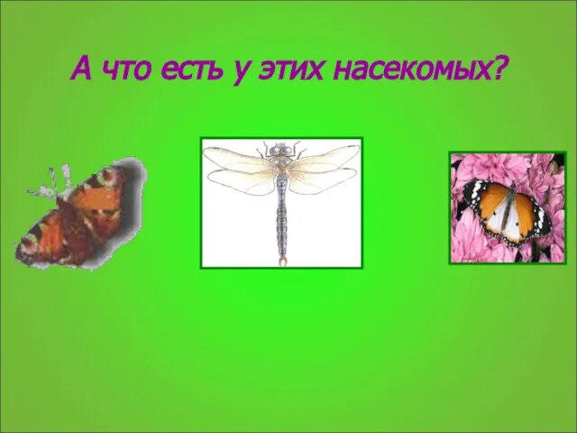 А что есть у этих насекомых?