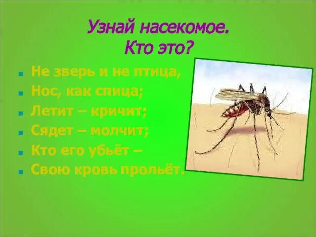 Узнай насекомое. Кто это? Не зверь и не птица, Нос, как спица;