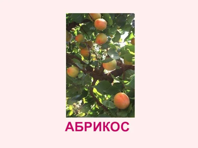 АБРИКОС