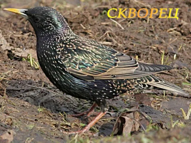 СКВОРЕЦ