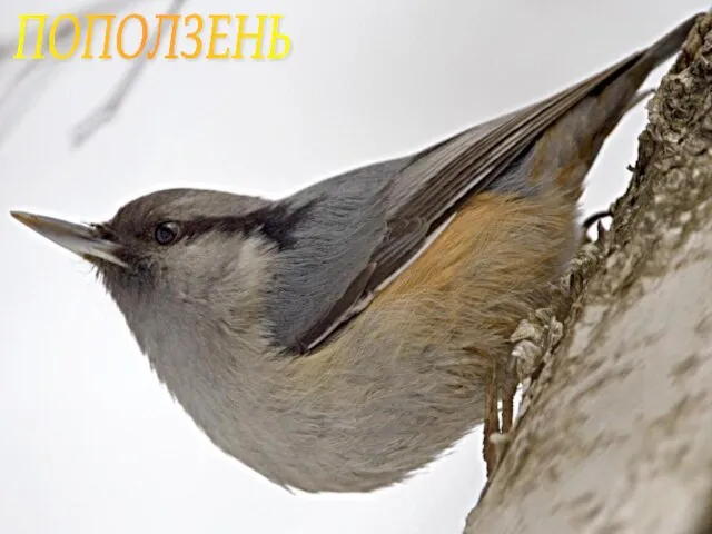 ПОПОЛЗЕНЬ