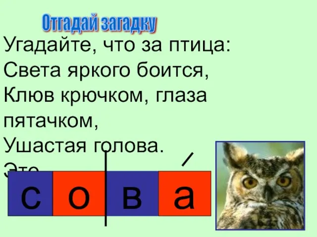 Угадайте, что за птица: Света яркого боится, Клюв крючком, глаза пятачком, Ушастая