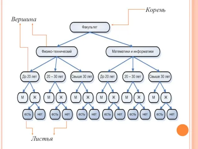 Корень Листья Вершина