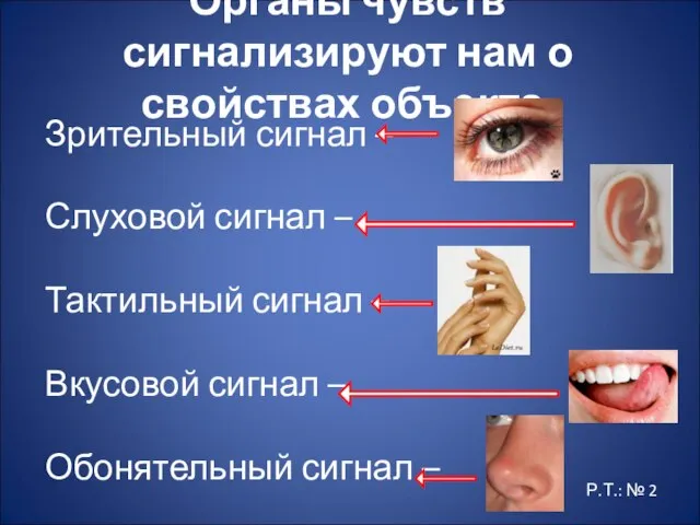 Органы чувств сигнализируют нам о свойствах объекта. Зрительный сигнал – Слуховой сигнал