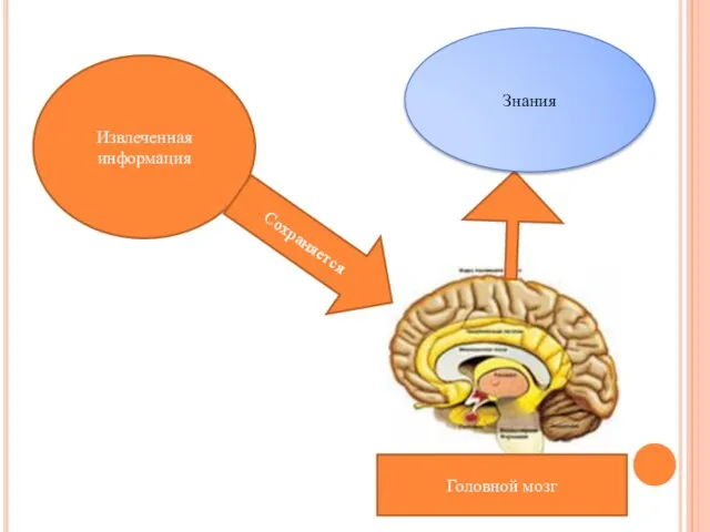 Извлеченная информация Сохраняется Головной мозг Знания