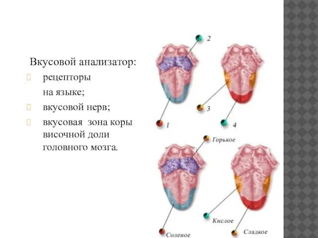 Вкусовой анализатор: рецепторы на языке; вкусовой нерв; вкусовая зона коры височной доли головного мозга.