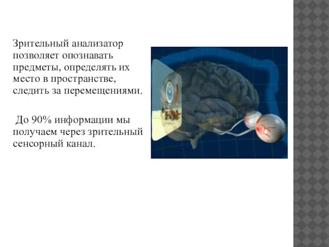 Зрительный анализатор позволяет опознавать предметы, определять их место в пространстве, следить за