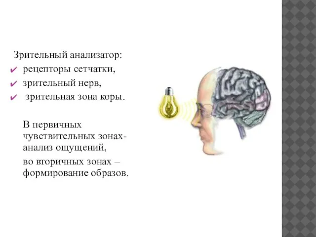 Зрительный анализатор: рецепторы сетчатки, зрительный нерв, зрительная зона коры. В первичных чувствительных