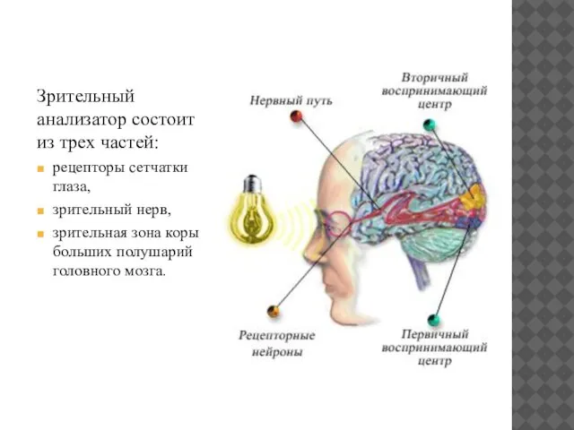 Зрительный анализатор состоит из трех частей: рецепторы сетчатки глаза, зрительный нерв, зрительная