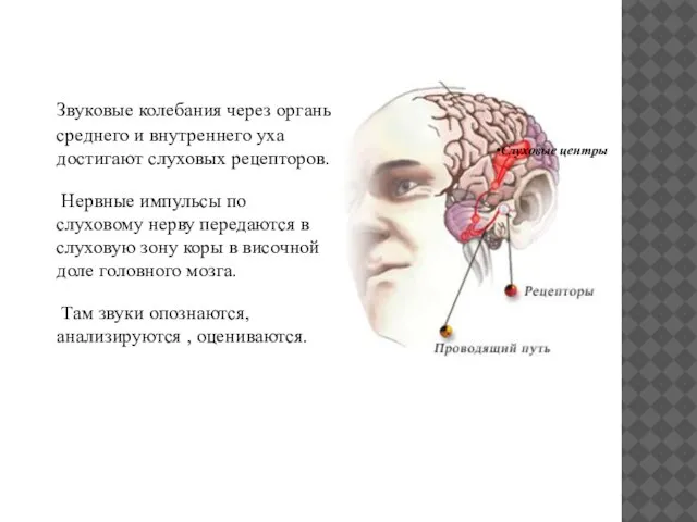 Звуковые колебания через органы среднего и внутреннего уха достигают слуховых рецепторов. Нервные