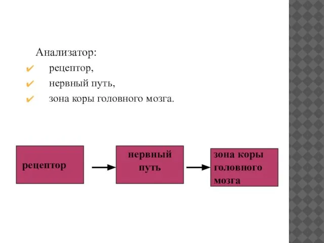 Анализатор: рецептор, нервный путь, зона коры головного мозга.