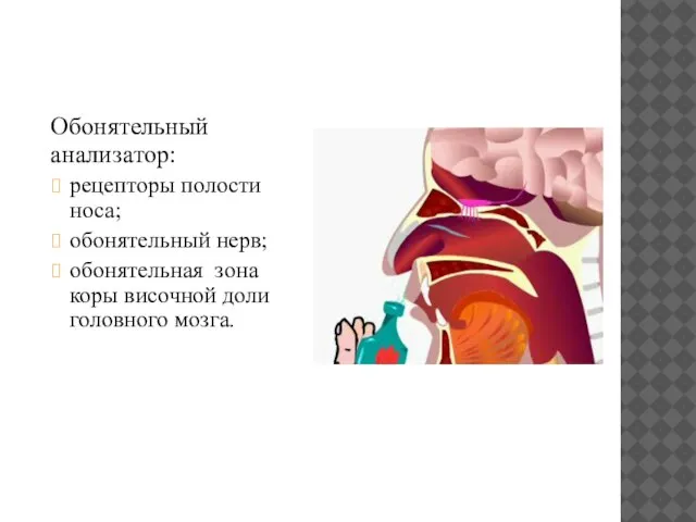 Обонятельный анализатор: рецепторы полости носа; обонятельный нерв; обонятельная зона коры височной доли головного мозга.