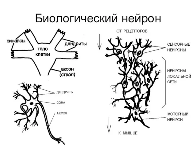 Биологический нейрон