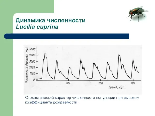 Динамика численности Lucilia cuprina Стохастический характер численности популяции при высоком коэффициенте рождаемости.