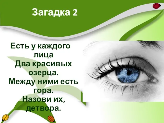 Загадка 2 Есть у каждого лица Два красивых озерца. Между ними есть гора. Назови их, детвора.