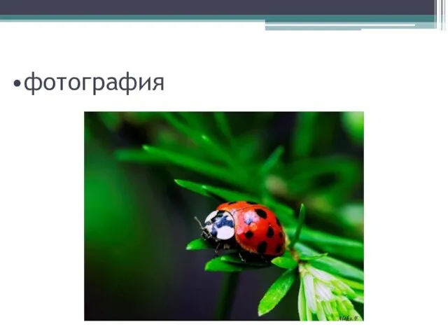 фотография