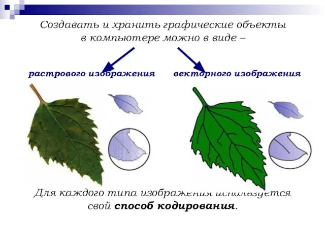 Создавать и хранить графические объекты в компьютере можно в виде – растрового